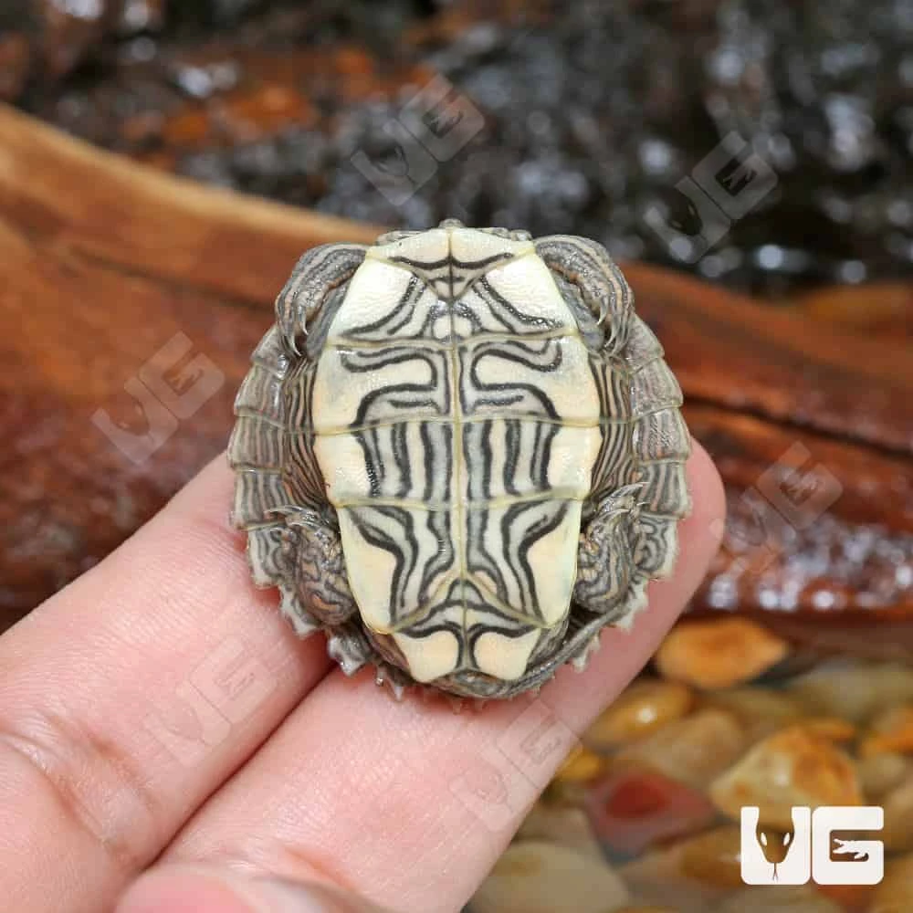 Baby Ouachita Map Turtle - Image 4