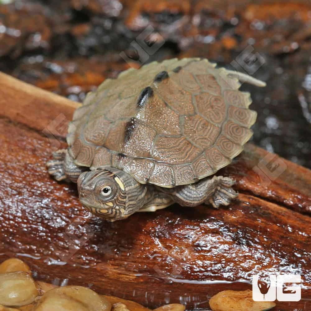 Baby Ouachita Map Turtle - Image 2