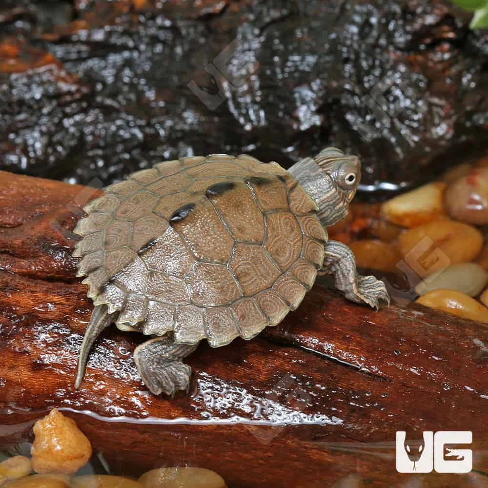 Baby Ouachita Map Turtle