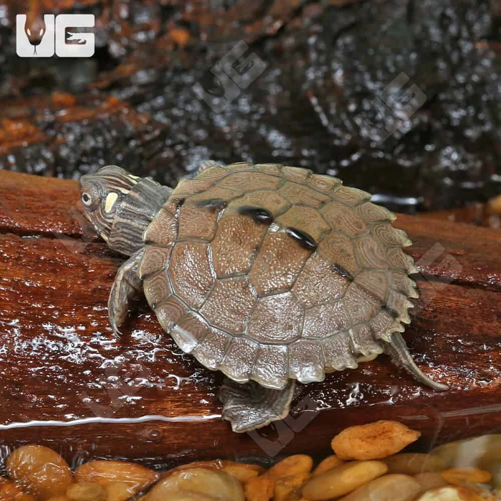 Baby Ouachita Map Turtle - Image 3