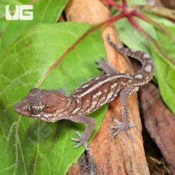 Juvenile Panther Gecko Pair