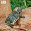 Baby Peninsula Cooter Turtle