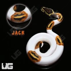 Baby Female Pied Ball Python #2 “JACK”