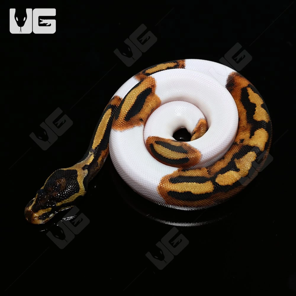 Baby Female Pied Ball Python #3 “LINK” - Image 2
