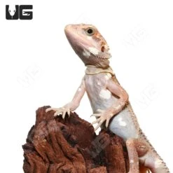 Juvenile Pied Genetic Stripe Translucent Bearded Dragon #6 (9-11″)