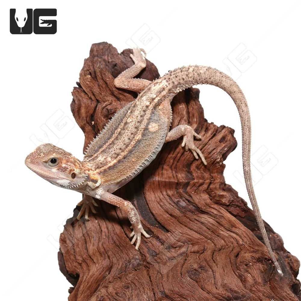 Juvenile Pied Genetic Stripe Translucent Bearded Dragon #6 (9-11″) - Image 2