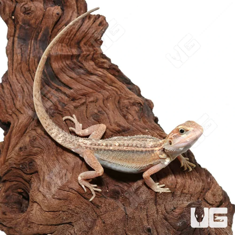 Juvenile Pied Genetic Stripe Translucent Bearded Dragon #6 (9-11″) - Image 3