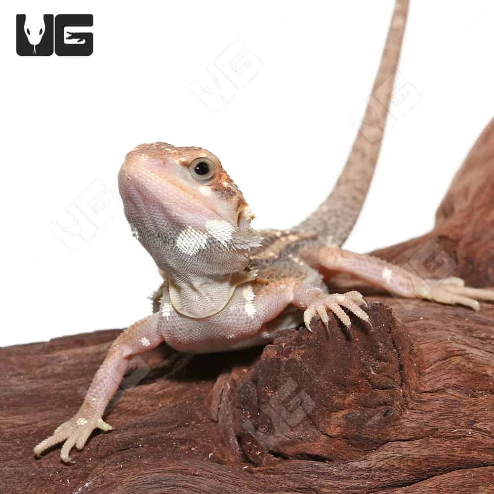 Juvenile Pied Genetic Stripe Translucent Bearded Dragon #6 (9-11″) - Image 4