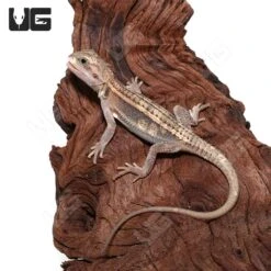 Juvenile Pied Genetic Stripe Translucent Bearded Dragon #7 (9-11″)
