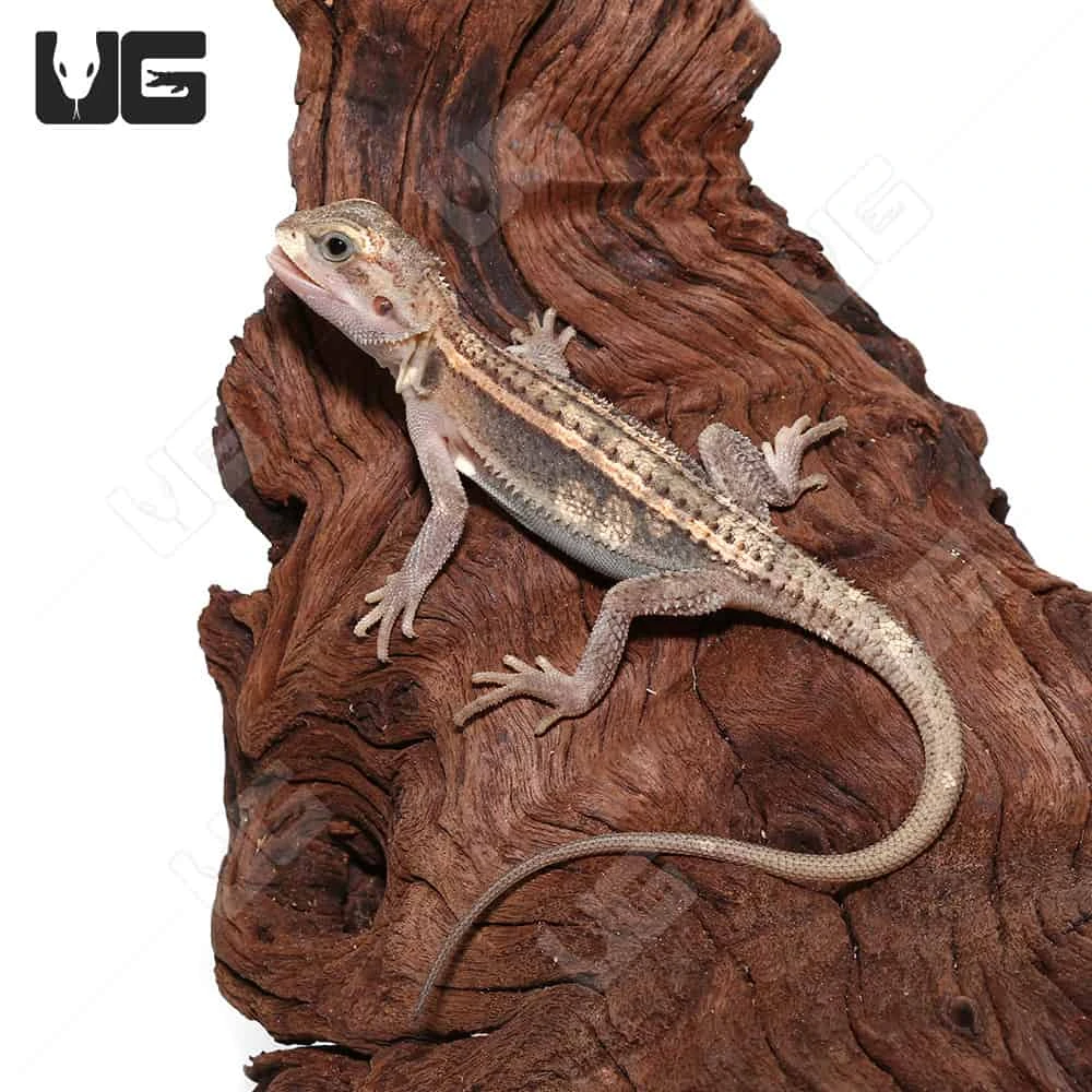 Juvenile Pied Genetic Stripe Translucent Bearded Dragon #7 (9-11″)