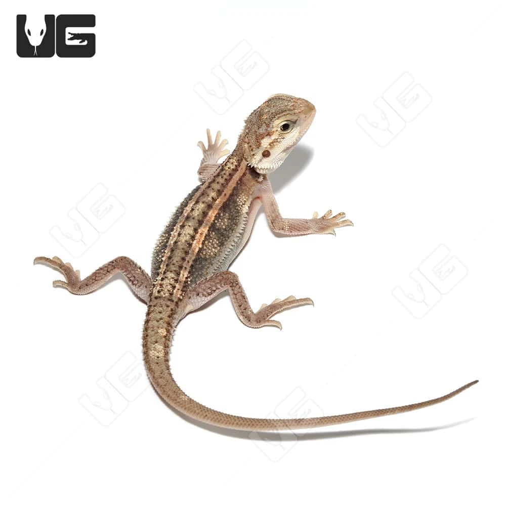 Juvenile Pied Genetic Stripe Translucent Bearded Dragon #7 (9-11″) - Image 4
