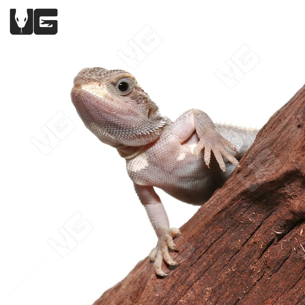 Juvenile Pied Genetic Stripe Translucent Bearded Dragon #7 (9-11″) - Image 2
