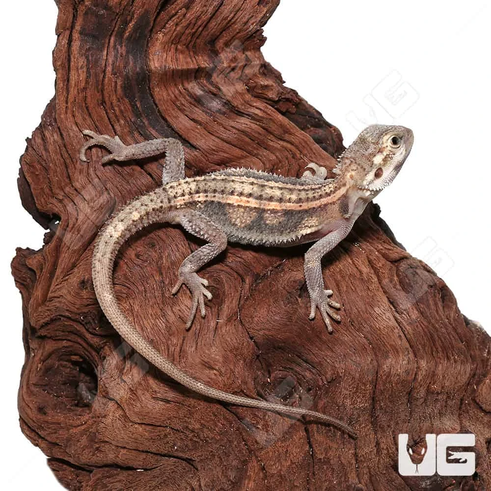 Juvenile Pied Genetic Stripe Translucent Bearded Dragon #7 (9-11″) - Image 3
