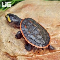 Baby Pinkbelly Sideneck Turtle