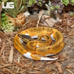Baby Female Pinstripe Enchi Pied Ball Python (#9)
