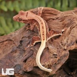 Baby Pinstripe Lilly White Crested Gecko