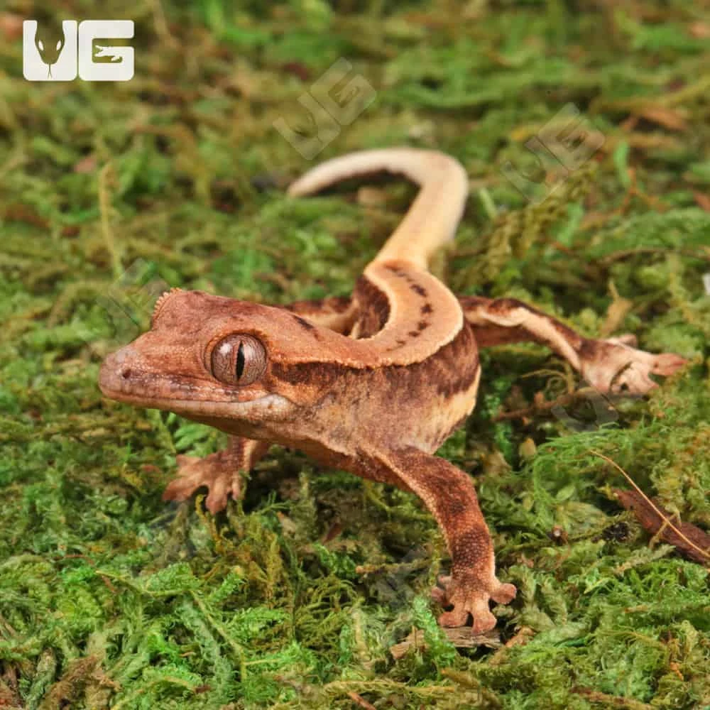 Baby Pinstripe Lilly White Crested Gecko - Image 4