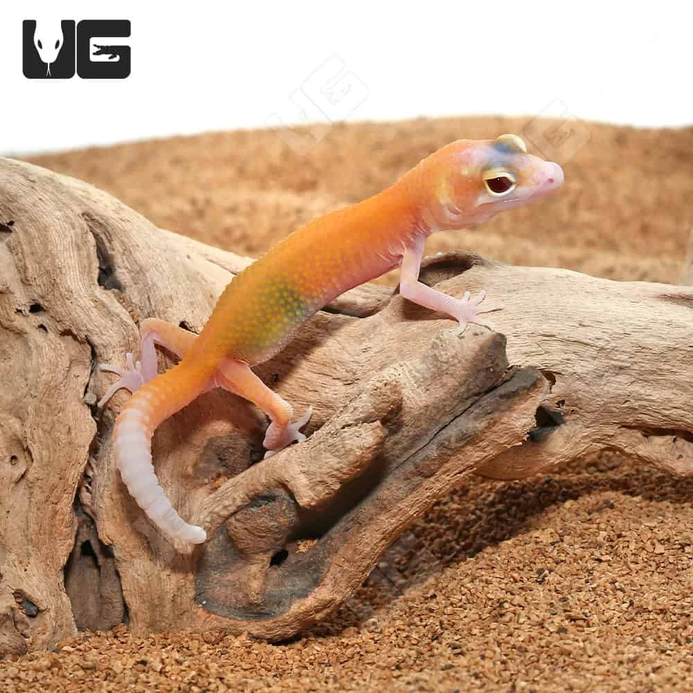 Baby Radar Leopard Gecko - Image 3