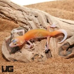 Baby Radar Leopard Gecko