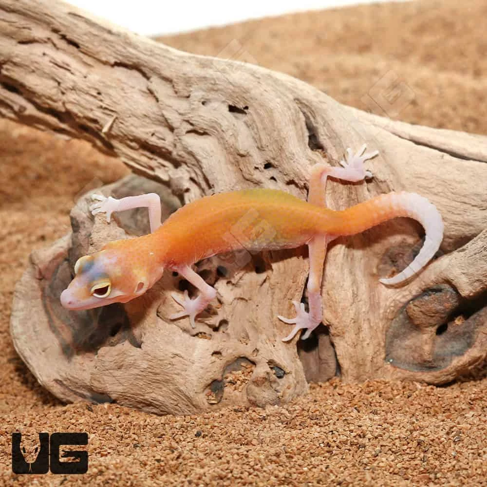 Baby Radar Leopard Gecko