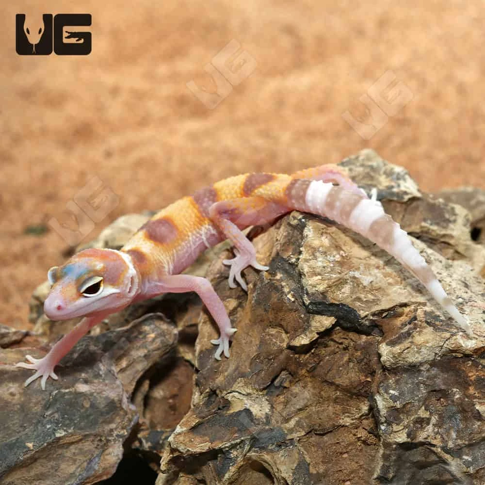 Baby Rainwater Clown Leopard Gecko - Image 3