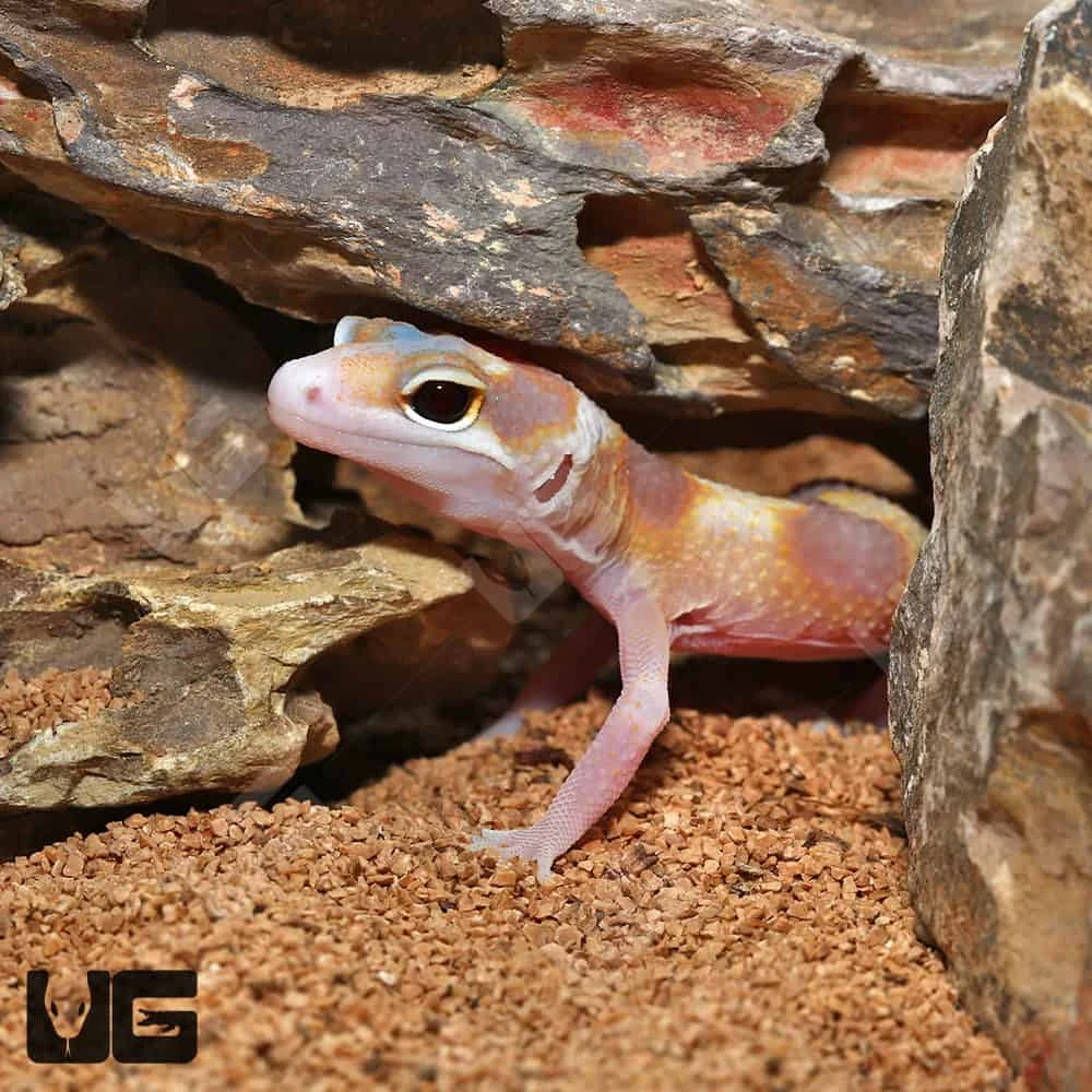 Baby Rainwater Clown Leopard Gecko - Image 2