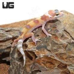 Baby Rainwater Clown Leopard Gecko