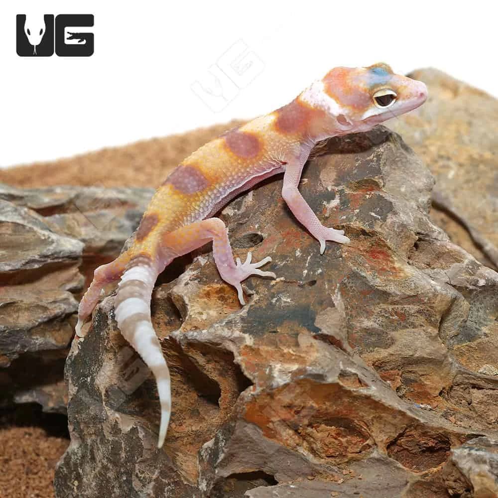 Baby Rainwater Clown Leopard Gecko