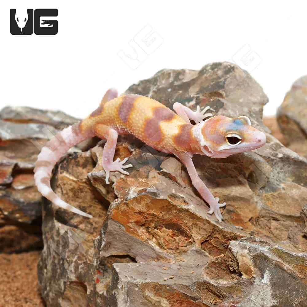 Baby Rainwater Clown Leopard Gecko - Image 4