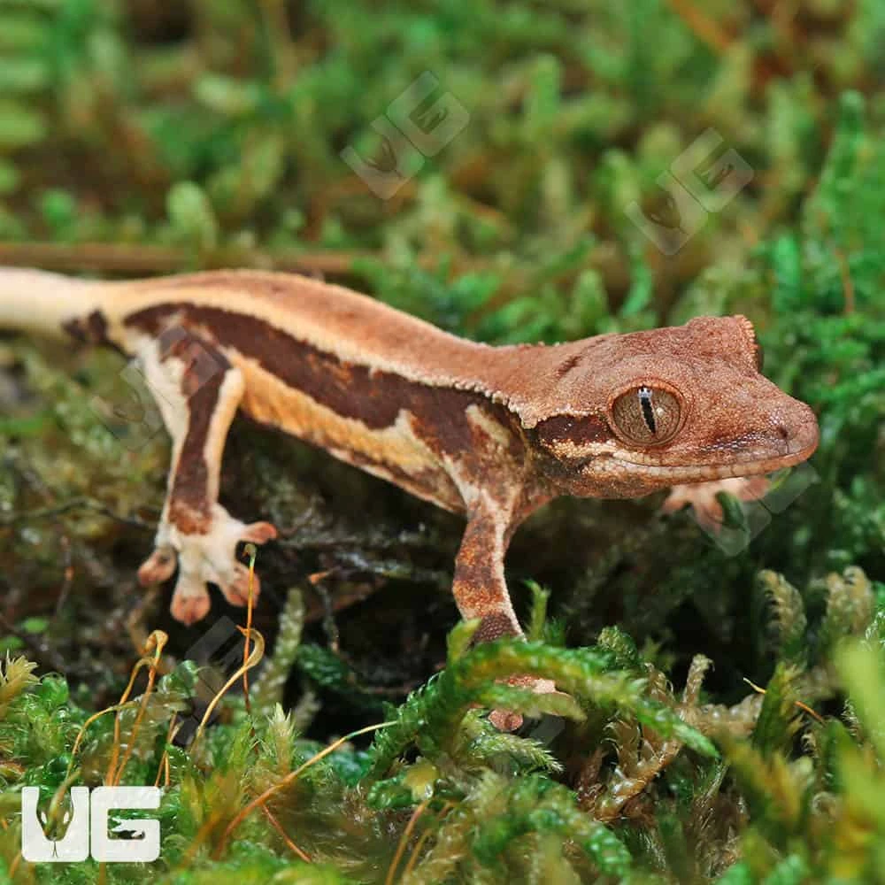 Baby Lilly White Crested Gecko - Image 4