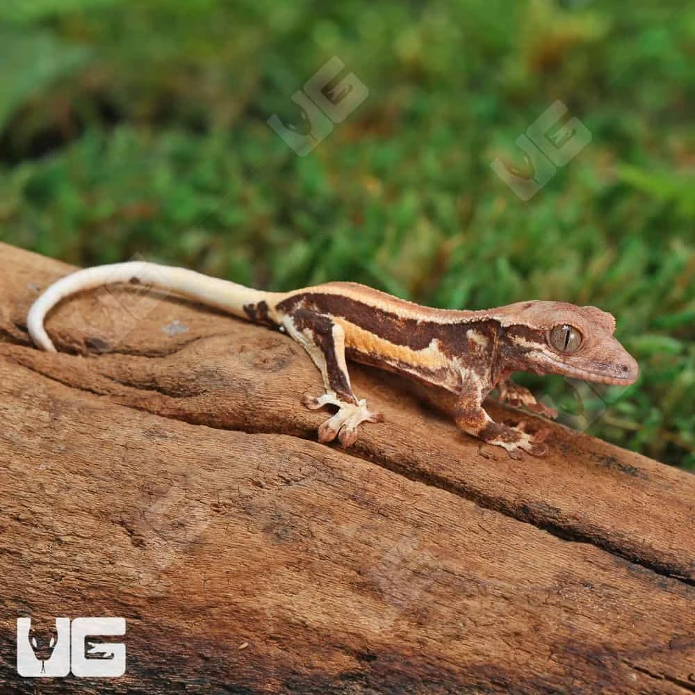Baby Lilly White Crested Gecko
