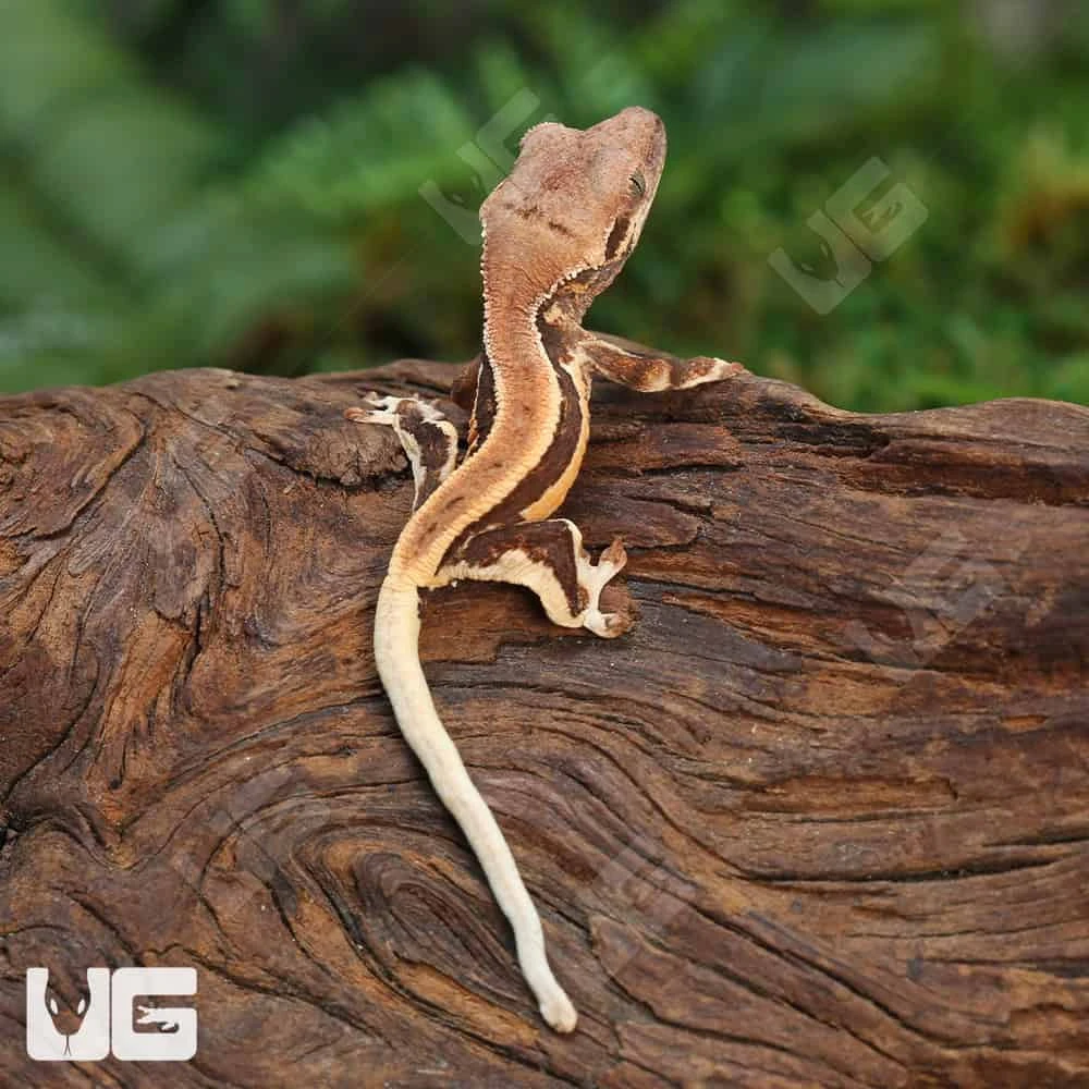 Baby Lilly White Crested Gecko - Image 3