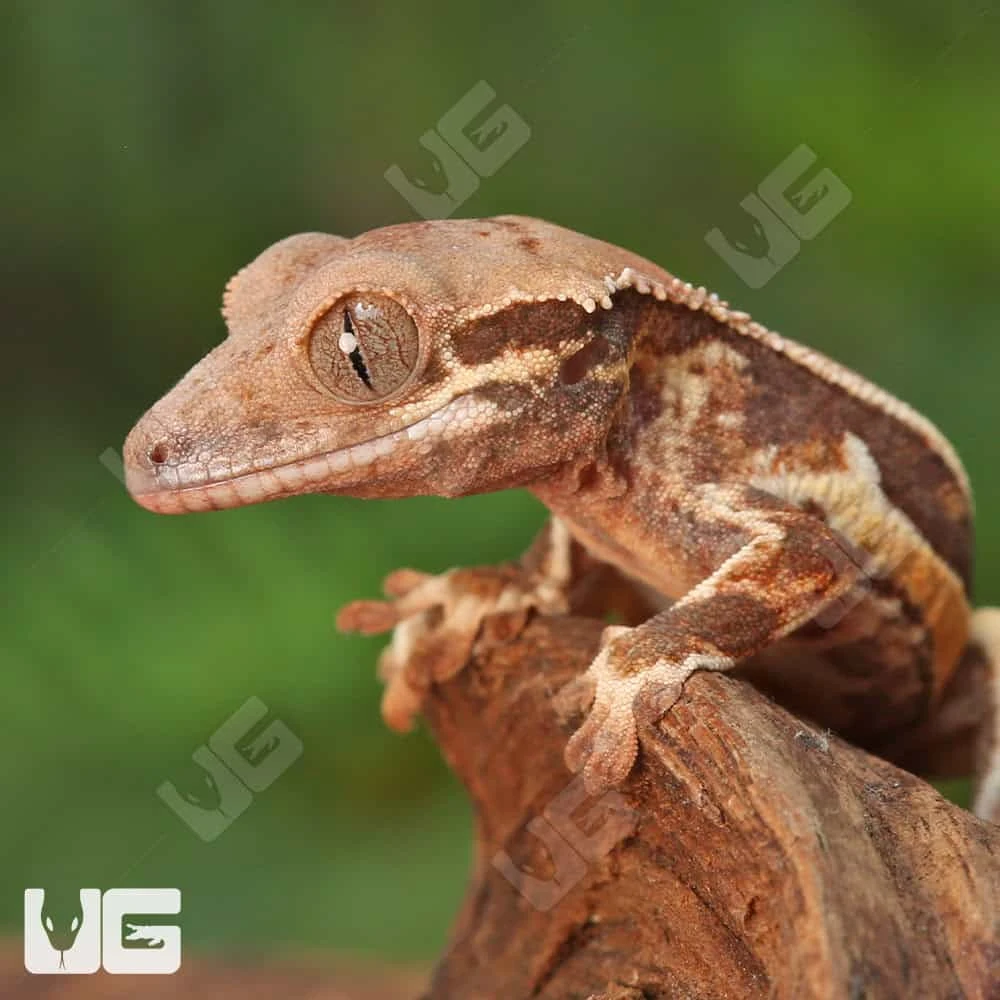 Baby Lilly White Crested Gecko - Image 2