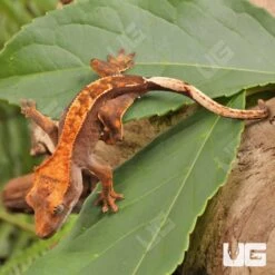 Baby Red Phantom Crested Gecko