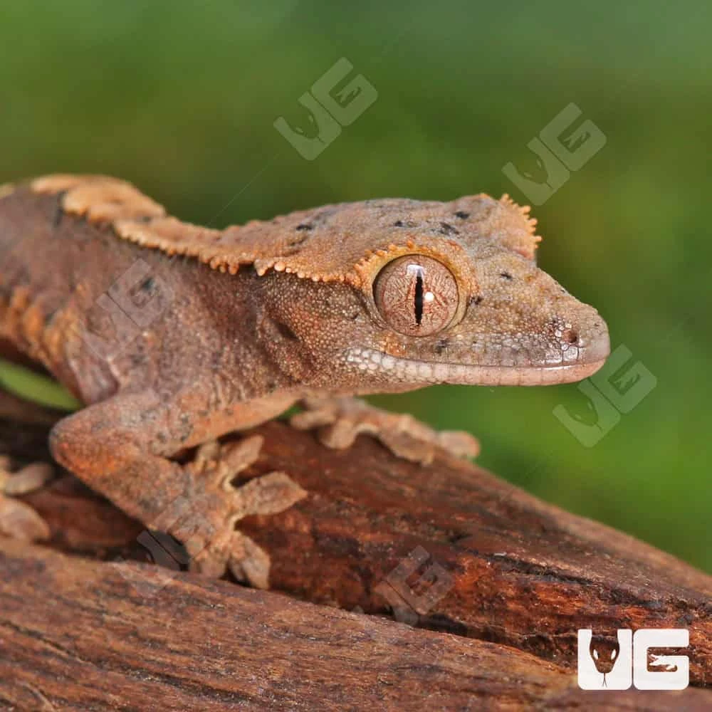 Baby Red Phantom Dalmatian Crested Gecko - Image 2