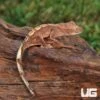 Baby Red Phantom Dalmatian Crested Gecko