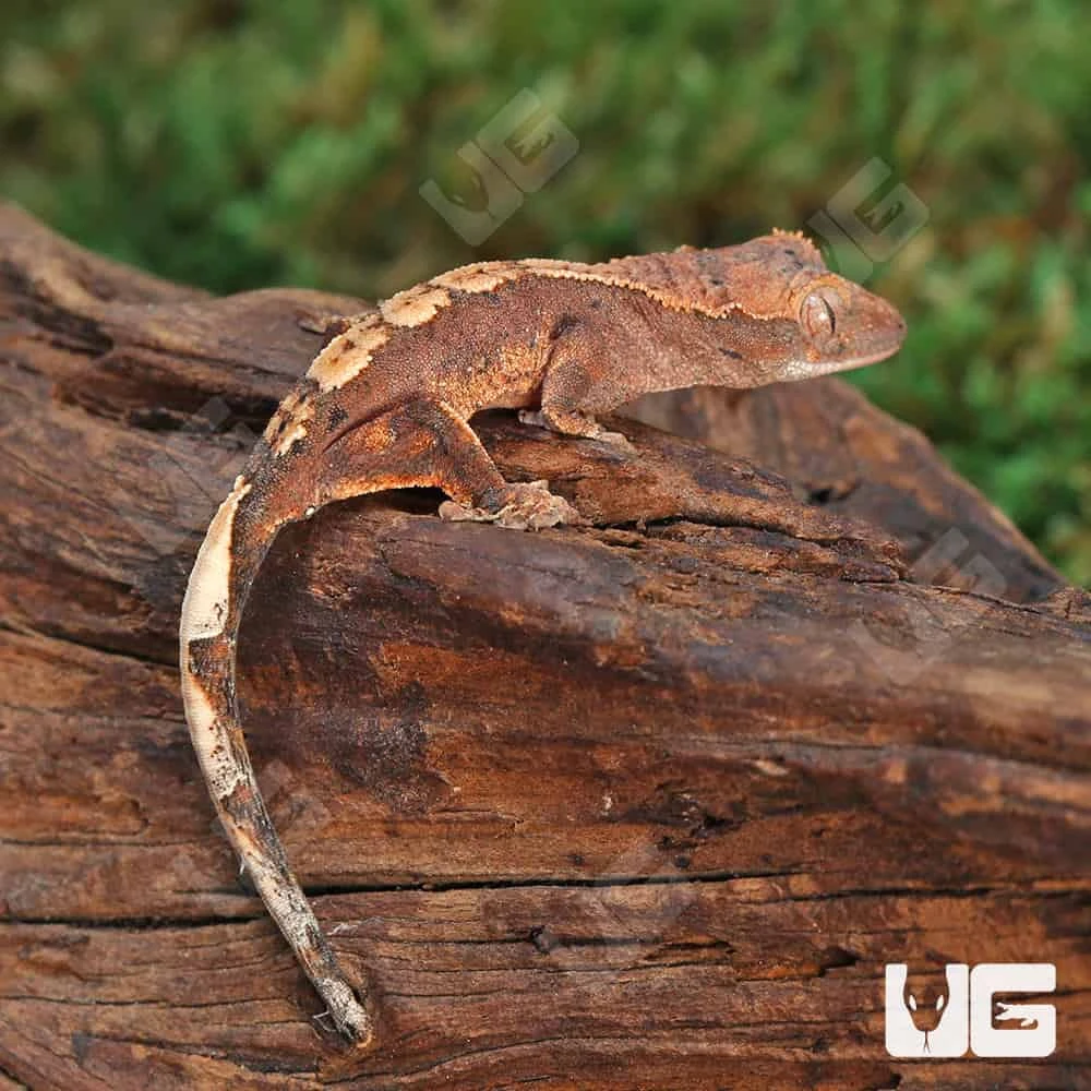 Baby Red Phantom Dalmatian Crested Gecko