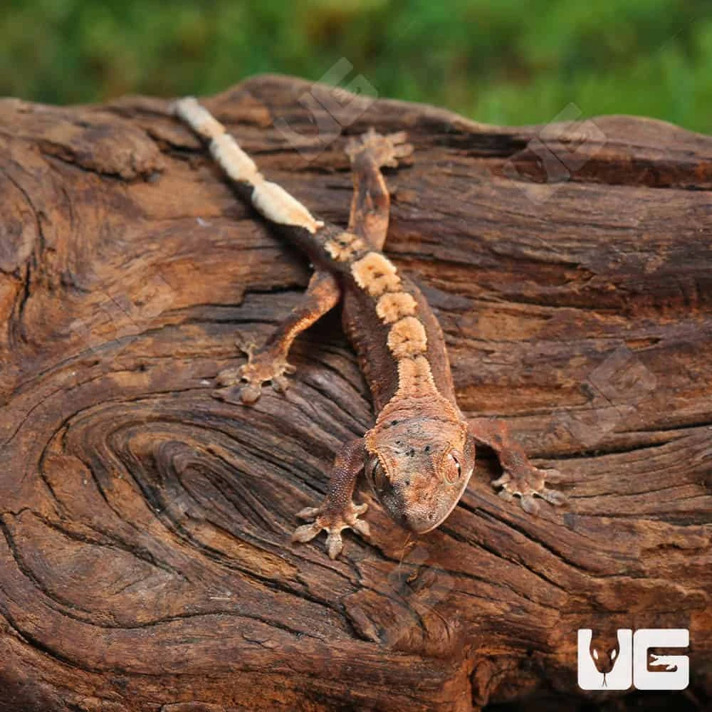 Baby Red Phantom Dalmatian Crested Gecko - Image 3