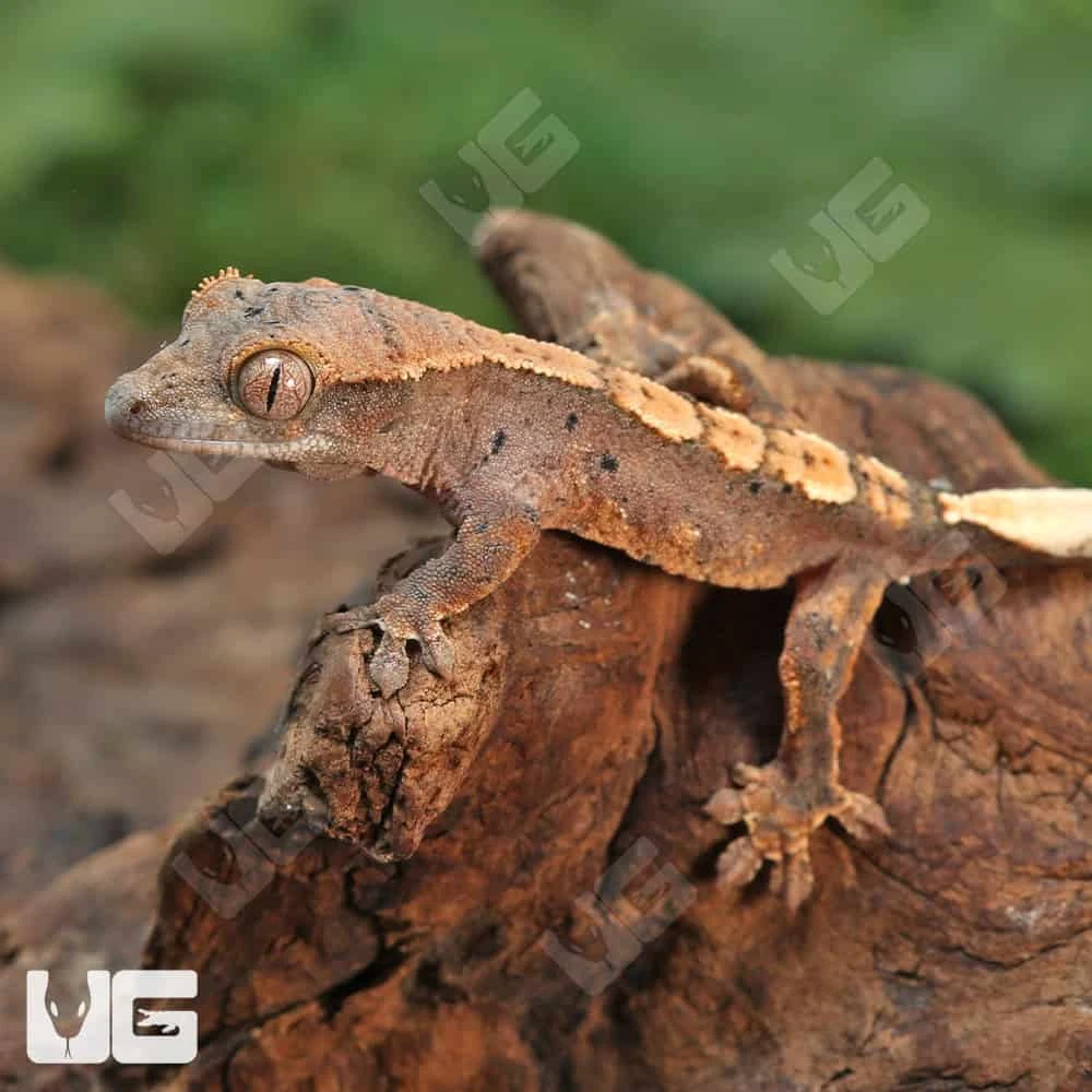 Baby Red Phantom Dalmatian Crested Gecko - Image 4