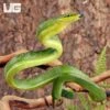 Baby Red Tailed Green Ratsnake