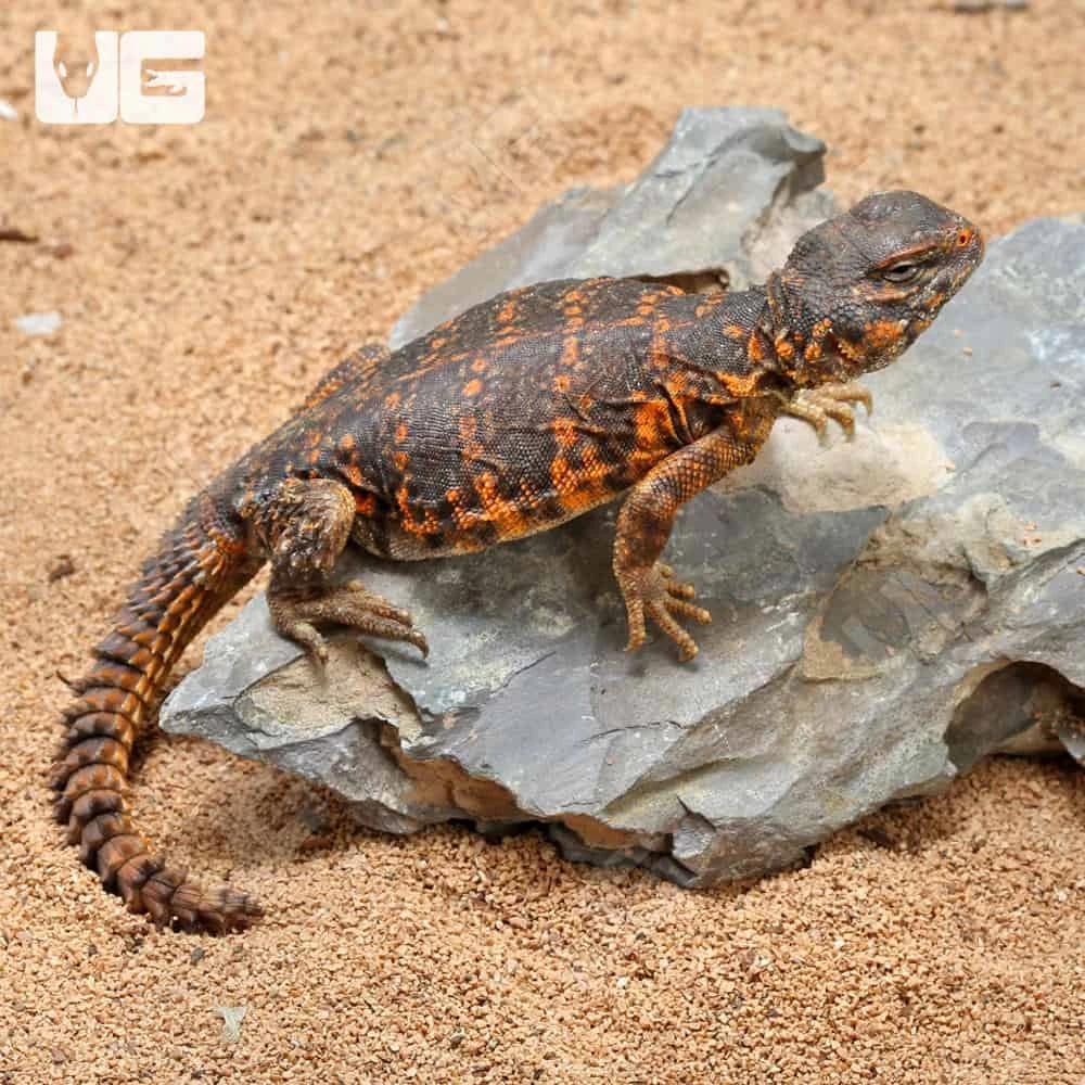 Baby Red Uromastyx - Image 4