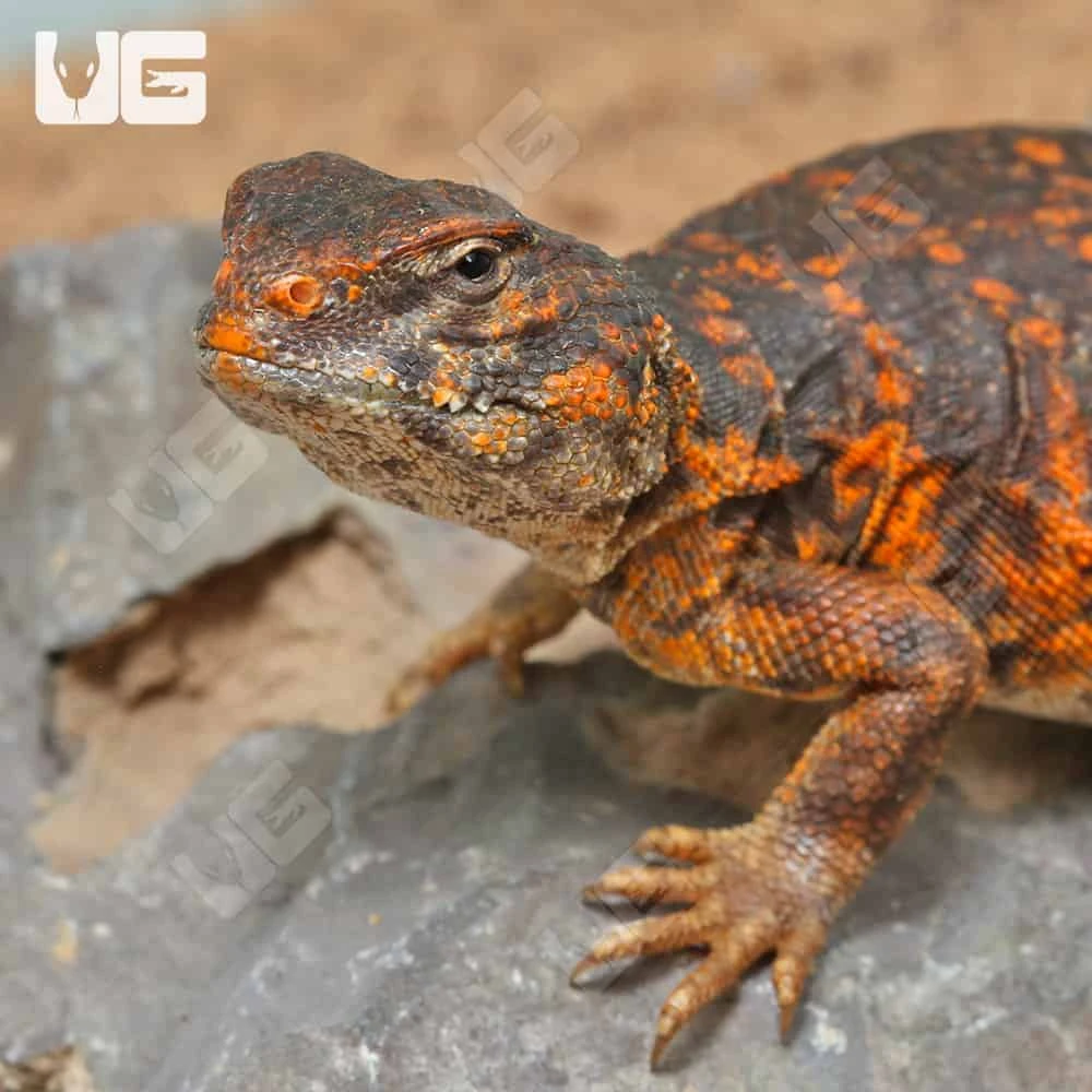 Baby Red Uromastyx - Image 2