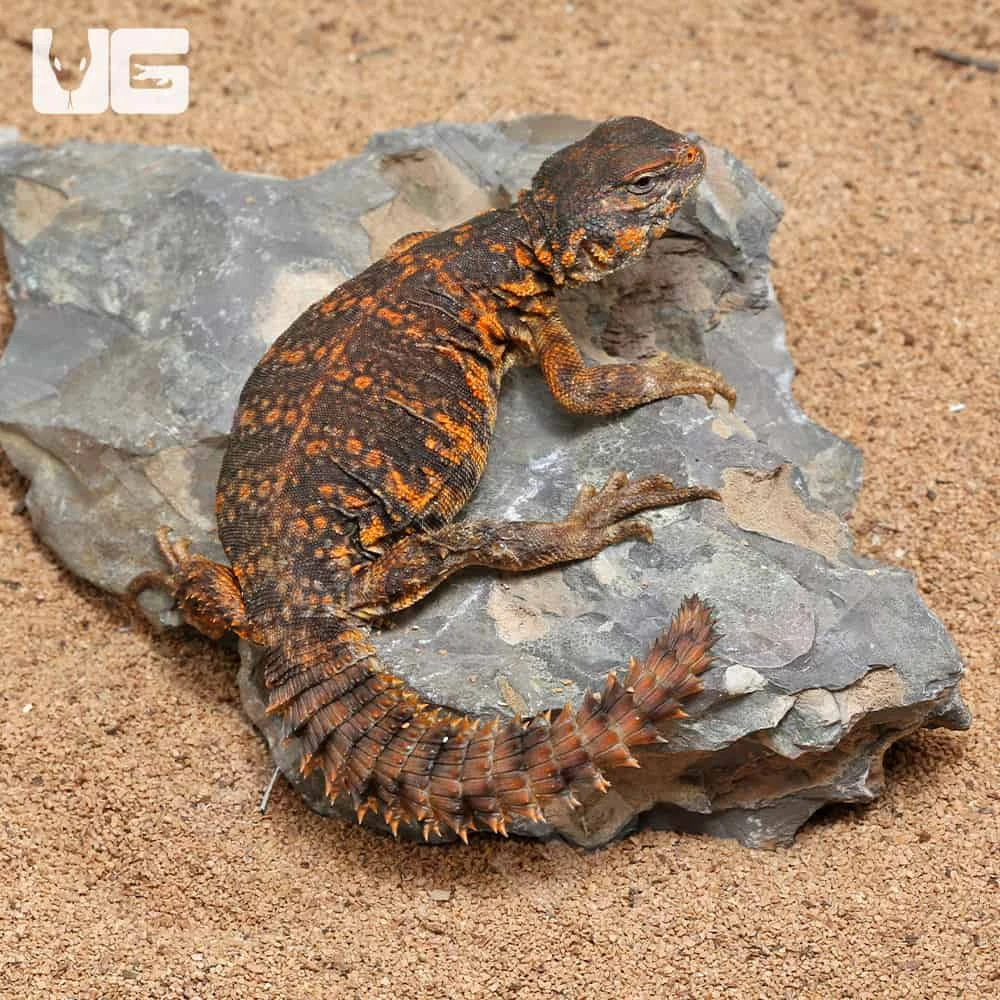 Baby Red Uromastyx