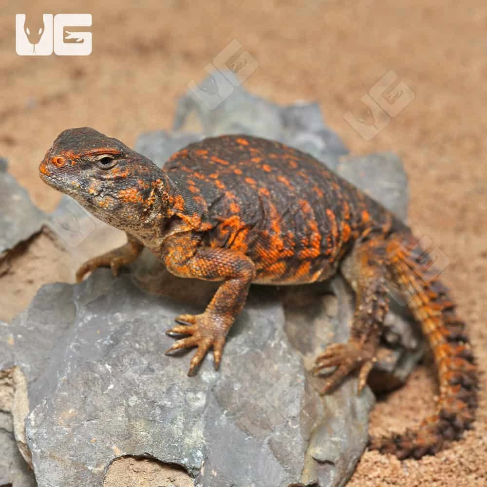 Baby Red Uromastyx - Image 3