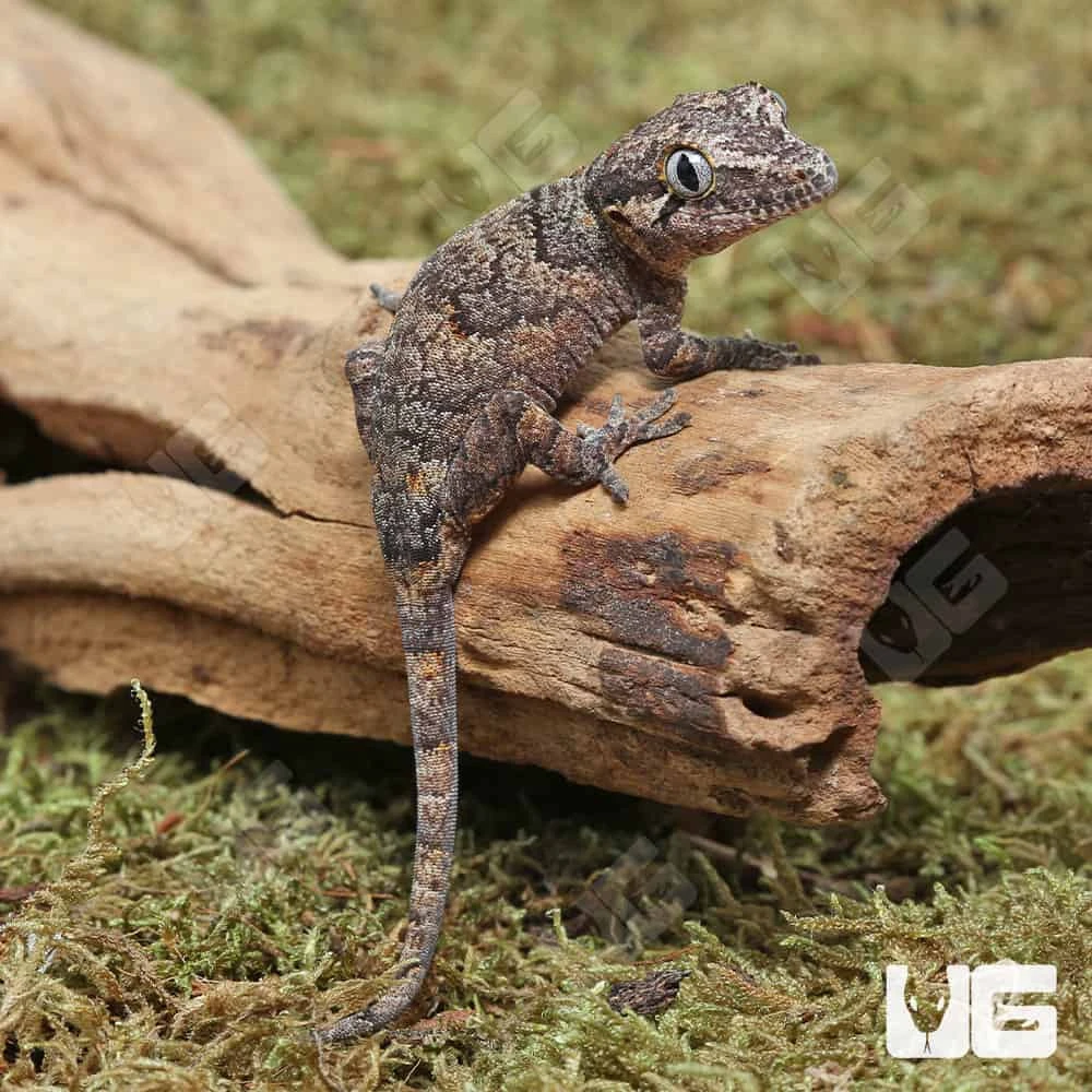 Baby Reticulated Gargoyle Gecko - Image 3