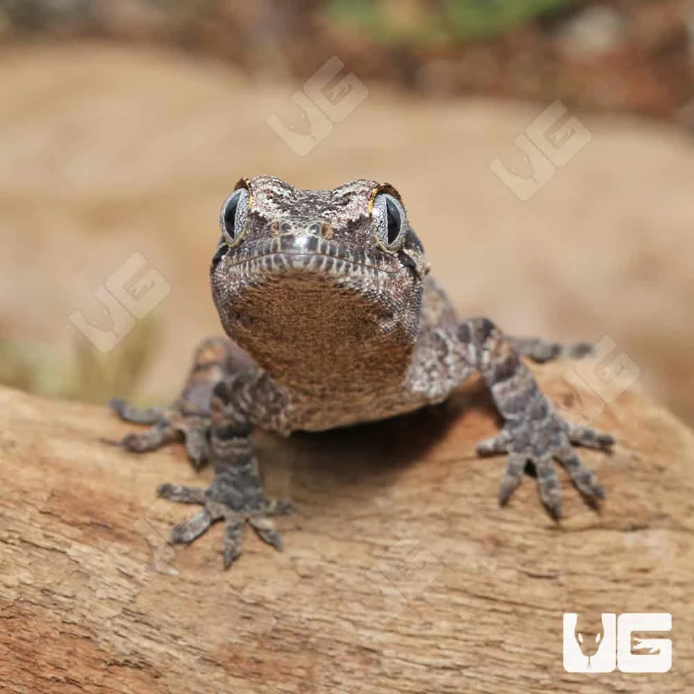 Baby Reticulated Gargoyle Gecko - Image 4