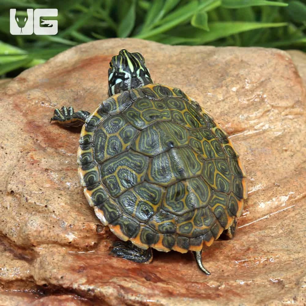 Baby Rio Grande Gorzugi River Cooter Turtle - Image 3