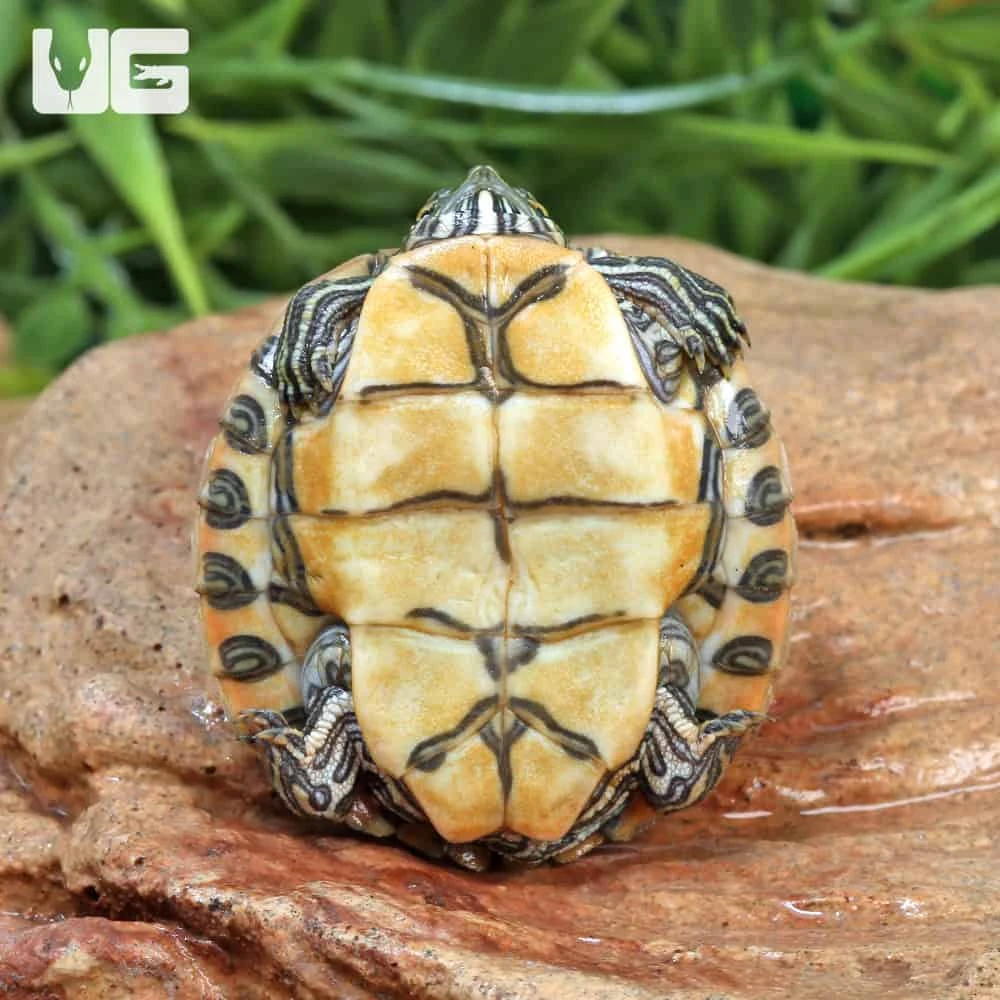 Baby Rio Grande Gorzugi River Cooter Turtle - Image 4