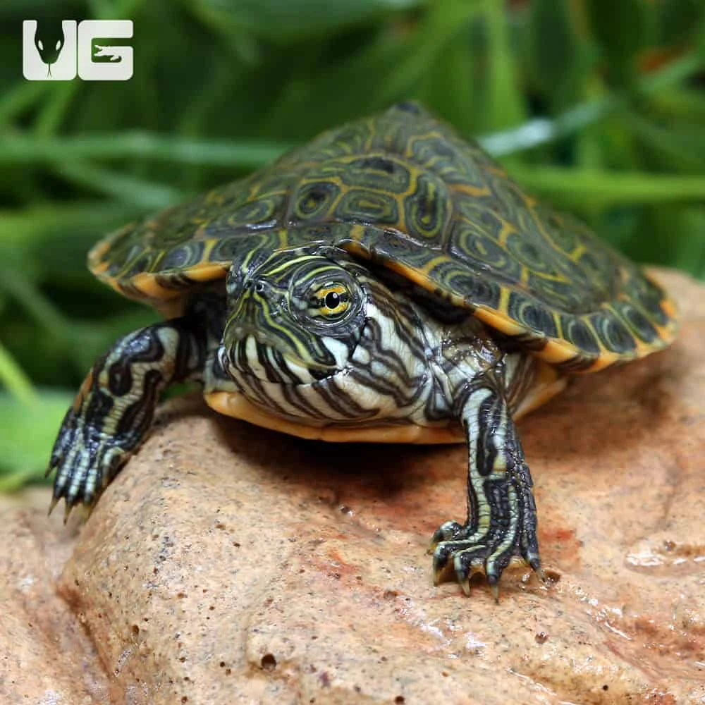Baby Rio Grande Gorzugi River Cooter Turtle - Image 2