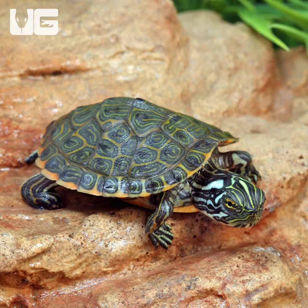 Baby Rio Grande Gorzugi River Cooter Turtle
